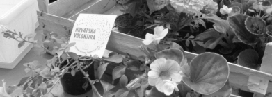 cetvrtak-i-petak-na-hrvatska-volontira